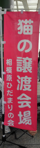 【相模大野駅前北口デッキ】♪猫の譲渡会♪ひだまりの会