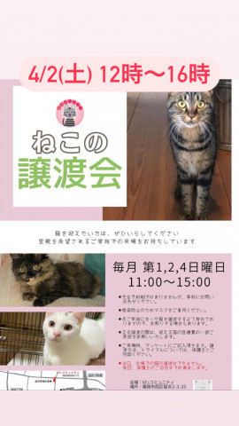 保護猫の譲渡会