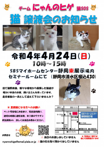 保護ニャンコの譲渡会ｂｙ静岡市清水区