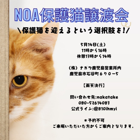 鹿児島Noa保護猫譲渡会