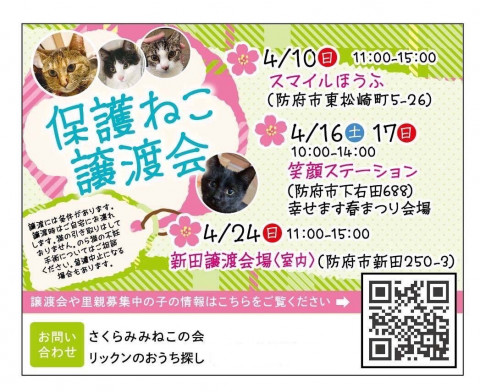 保護ねこ譲渡会