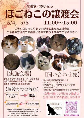 ほごねこの譲渡会