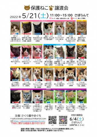 保護ねこ譲渡会