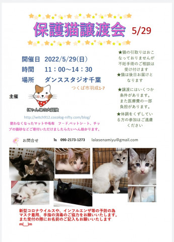 保護猫譲渡会　ダンススタジオ千葉