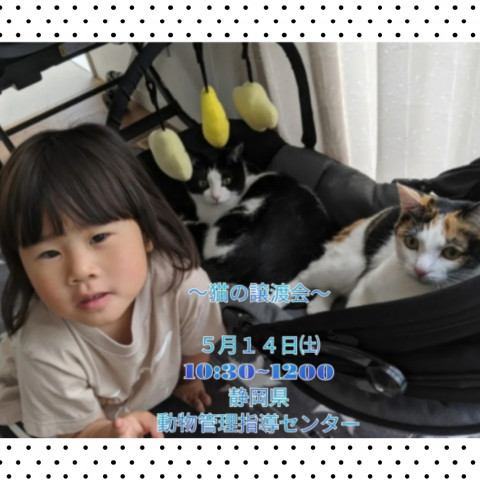 静岡県動物管理指導センター猫の譲渡会