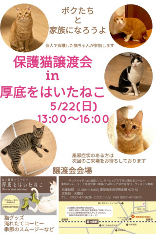 保護猫譲渡会in厚底をはいたねこ