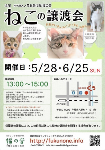 猫の譲渡会 in 芦屋市