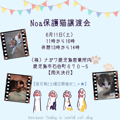 鹿児島Noa保護猫譲渡会