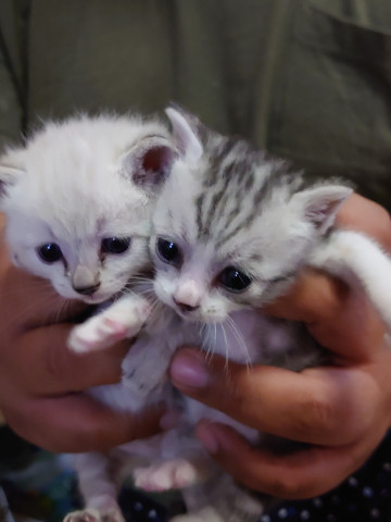 筑前町にて子猫譲渡会