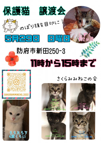 保護猫譲渡会