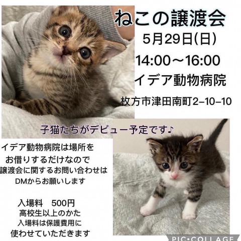 ねこの譲渡会