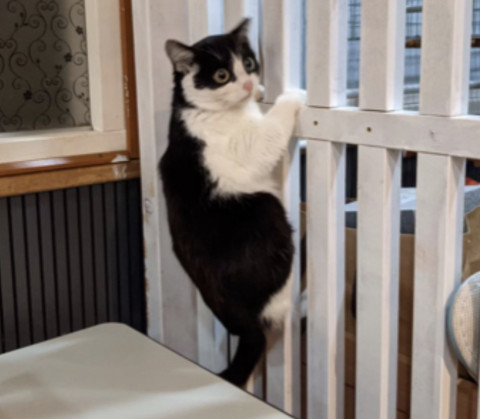 【譲渡会】宇都宮大学の学生が参加する保護猫団体