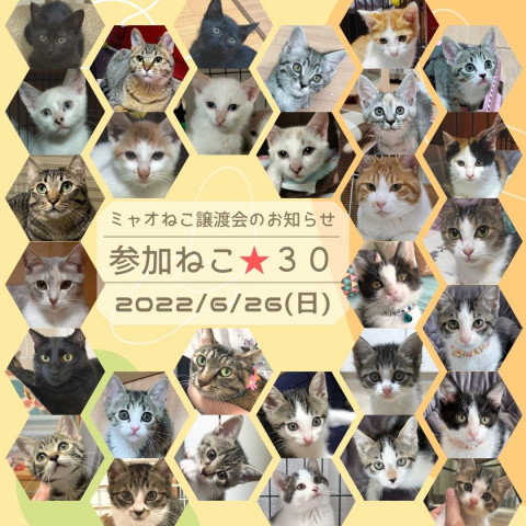 6/26高田馬場★ミャオねこ譲渡会