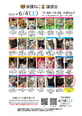 保護ねこ譲渡会