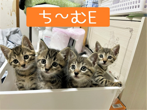 『続々～子猫ラッシュ‼☆in瀬戸☆保護猫の譲渡会2022年6月4日（土）～ 非営利団体 ちーむ にゃいんず』