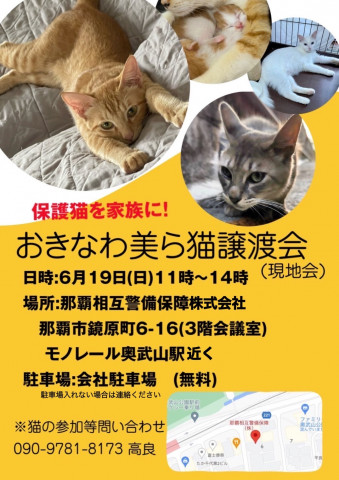 おきなわ美ら猫譲渡会　　6月現地会