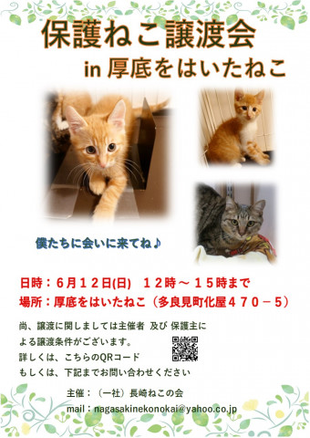 保護ねこ譲渡会 in 厚底をはいたねこ