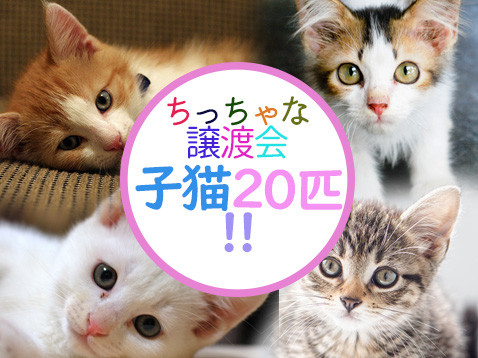 20匹の子猫まつり！！愛知県みよし市
