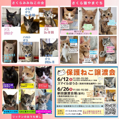 保護ねこ譲渡会