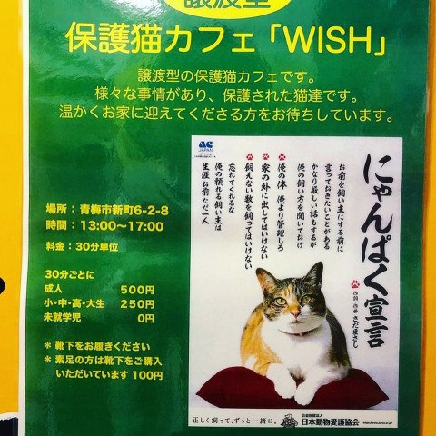 保護猫カフェwish