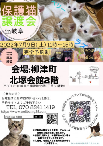 保護猫譲渡会in岐阜