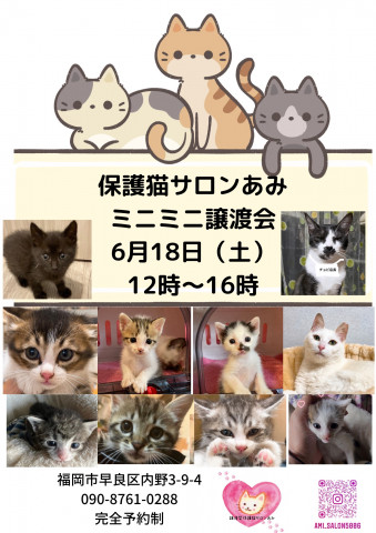 保護猫サロンあみミニミニ譲渡会