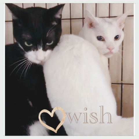 保護猫カフェwish