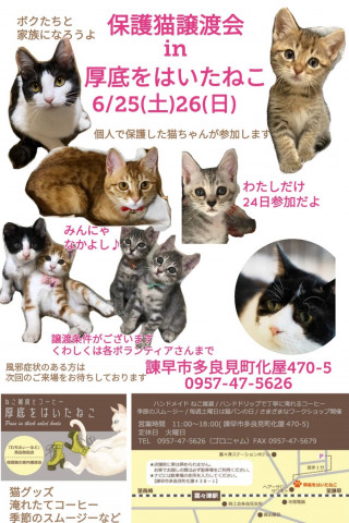 保護猫譲渡会 in 厚底をはいたねこ