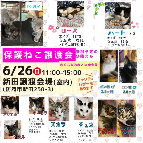 保護ねこ譲渡会