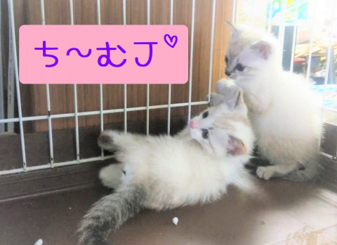 中止★超☆子猫ラッシュ!! in瀬戸◇保護猫の臨時譲渡会2022年6月25日（土）～ 非営利団体　ちーむ にゃいんず