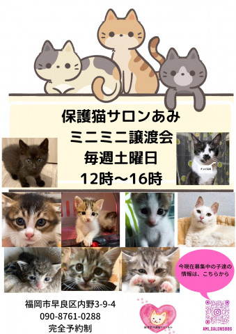 譲渡型保護猫ふれあいサロンあみミニミニ譲渡会