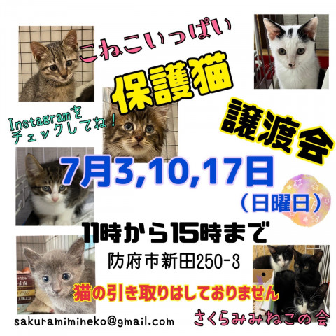 保護ねこ譲渡会