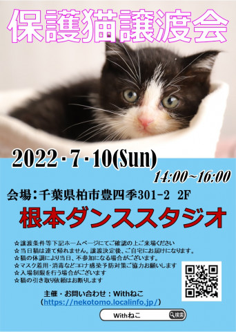 【子猫祭り】7/10（日）柏市根本ダンススタジオ保護猫譲渡会