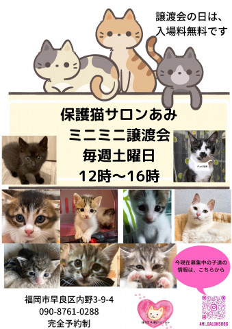 譲渡型保護猫サロンあみ譲渡会