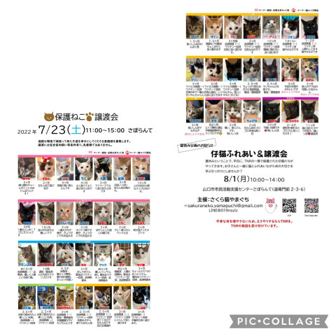 保護ねこ譲渡会