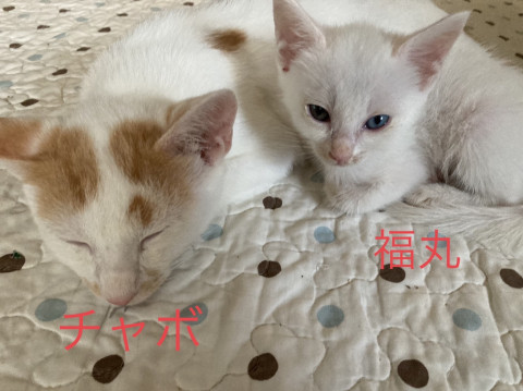 猫の里親会　in ジョイフル本田荒川沖店