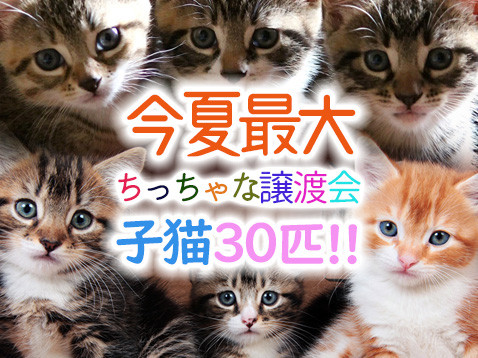 今夏最多30匹！！子猫譲渡会／愛知県みよし市