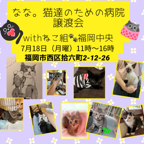 なな。猫達のための病院withねこ組🐾福岡中央譲渡会