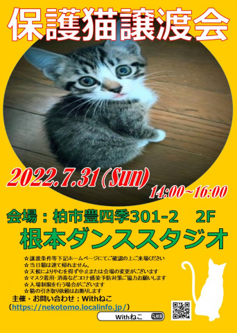 【子猫祭り】7/31（日）柏市根本ダンススタジオ保護猫譲渡会