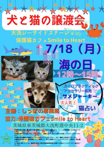 犬と猫の譲渡会