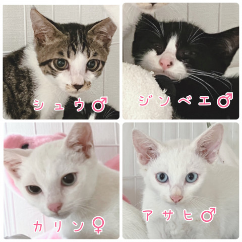 保護猫カフェwish