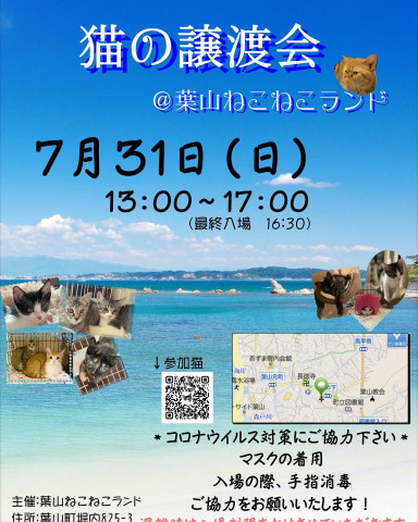 葉山ねこねこランドこねこだらけの保護猫譲渡会