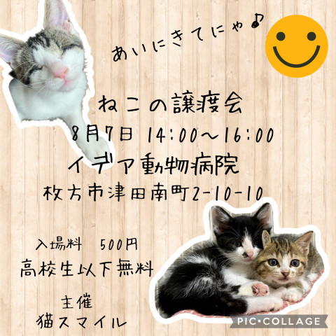 ねこの譲渡会@枚方市