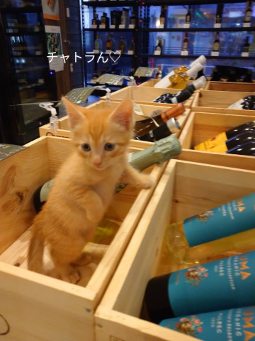 おきなわ美ら仔猫譲渡会🐈緑区（茶トラ祭り）