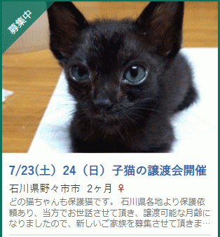 子猫の譲渡会（約20匹参加します！）