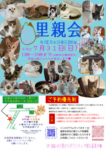 子猫だらけの里親会