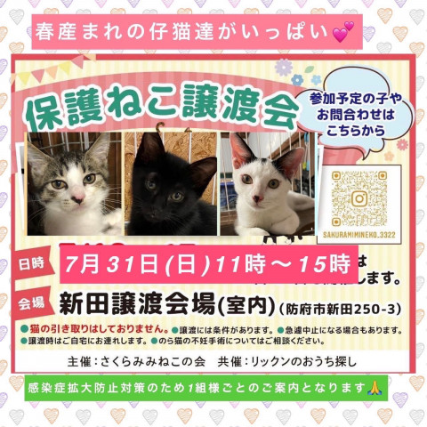 保護ねこ譲渡会