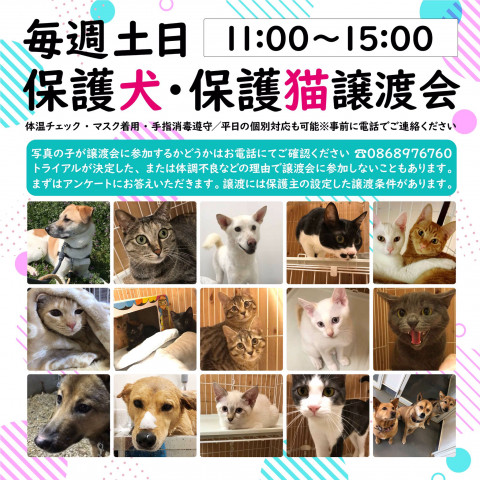 犬猫譲渡会！