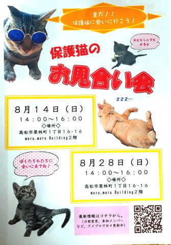 保護猫のお見合い会