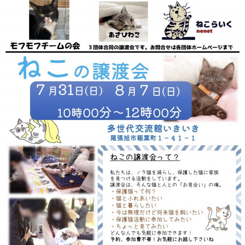 ねこの譲渡会